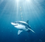 Как акулы используют закон Ома и теорию вероятностей